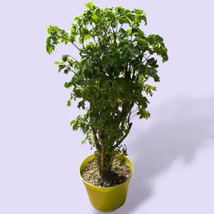 Roble Aralia Bonsai 6”