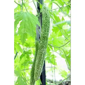 Bitter Gourd SEED - Long, Bitter Melon - Ideal for Growing and Harvesting in Vines