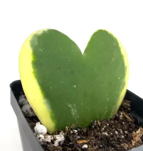 Hoya kerrii outer variegated