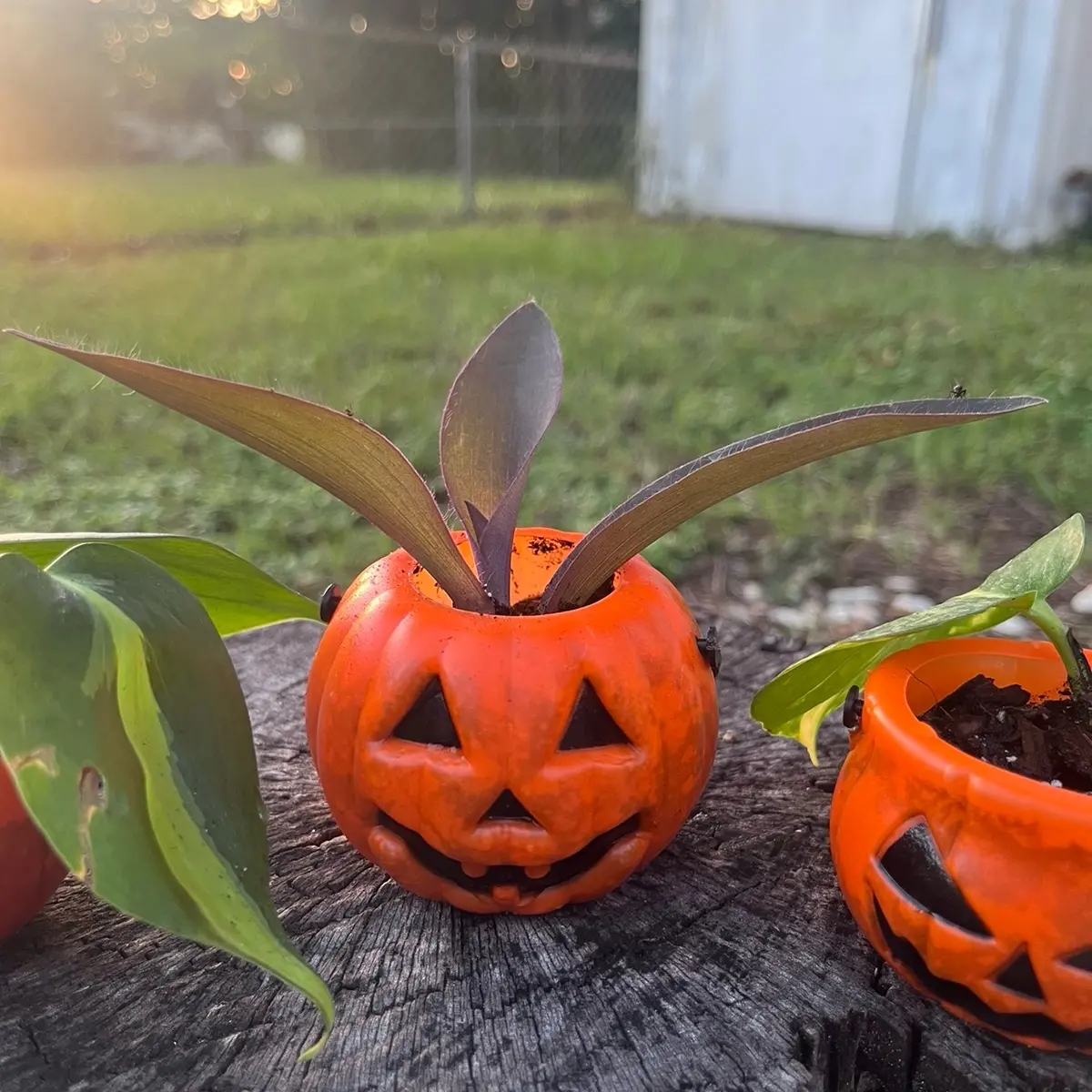 Halloween Jack O’ Lantern Pumpkin Planter Set with Houseplant Starter Plants Included for Home Garden