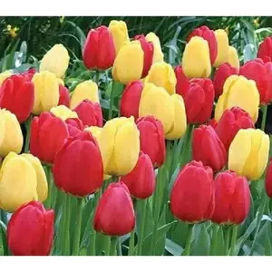 Tulip Bulbs, Red & gold Blend -Single /late Blooming !