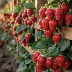 200+ Giant Strawberry Seeds - SweetJuicy & Easy to Grow for Year