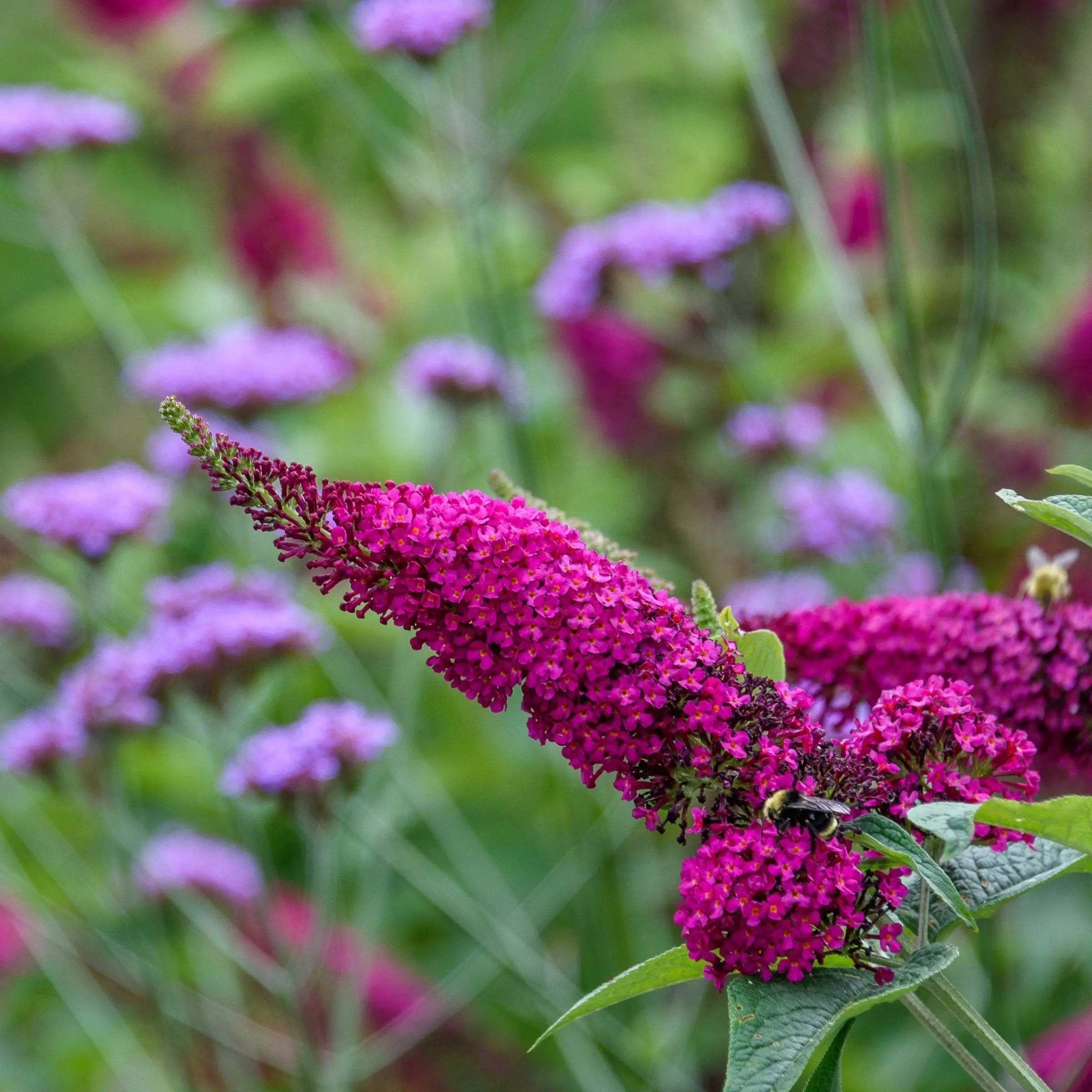 1 Gal Pot Buddleia 'Royal Red' Butterfly Bush - Magenta Purple Flowering Garden Shrub for Home Outdoor Landscaping