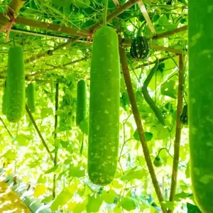 Long Bottle Gourd Calabash Opo Squash Seeds 2 Pack x 100 Seeds Non-GMO Heirloom Home Garden Container Raised Bed