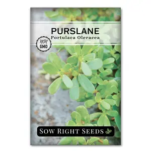 Purslane Purslane