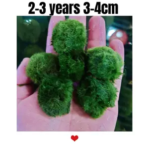 Wholesale 5 Pcs 2-3 years old 3-4cm 1.2 inches LIVE Marimo Moss Ball Pet - Japanese Algae Ball bulk sale