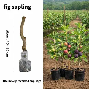 Premium Fig Tree Live Plant - 1-2 Ft Tall  Hardy Edible Fruit Tree for Outdoor Garden & Patio Easy to Grow