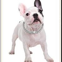 Silver-16'' (Max Neck 15")