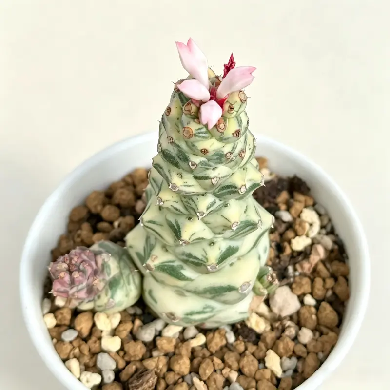Rare Variegated Euphorbia Rossii - Knobby Textured Stem Succulent, Drought-Tolerant Low-Maintenance Houseplant, Full Sun Compact Tabletop Collectors' Decor, Well-Rooted Garden Plant