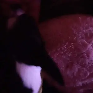 Woyamay Flea & Tick Prevention for Dogs, 200 Ct Chewables Support Skin&Coat Health with Fish oil, Omega-3, Multivitamin, Natural Dog Flea and Tick Chews for All Breeds & Sizes, Chicken Flavor