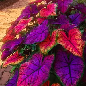 800 PCS Twilight Crow Hosta Seeds - Multi-Tone Foliage for Stunning Garden Displays All Seasons Giant Heartleafs with Electric Veins