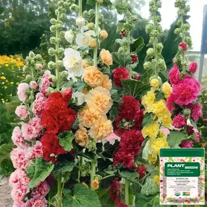 [Promise: Germinate or Refund]200pcs Double Hollyhock Seeds 'Radiant Rose’ - Mixed Colors, Non-GMO Heirloom, Hardy Biennial for Vibrant & Tall Blooms Plant Garden Outdoor Flower Pot Decorative Tulip