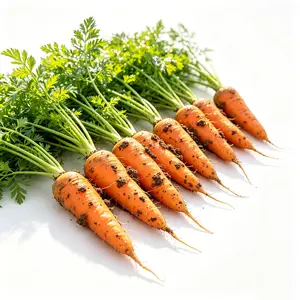 200 Pcs Heirloom Carrot Seeds – Daucus carota, Non-GMO, High Germination for Home Garden
