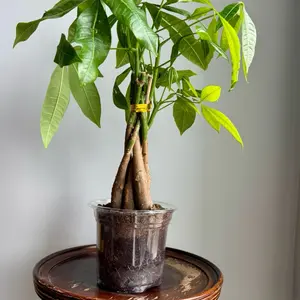 Braided Money Tree | Pachira aquatica, Braided Trunk, Feng Shui Indoor Tree | 5” Pot | Margaret’s Pink House