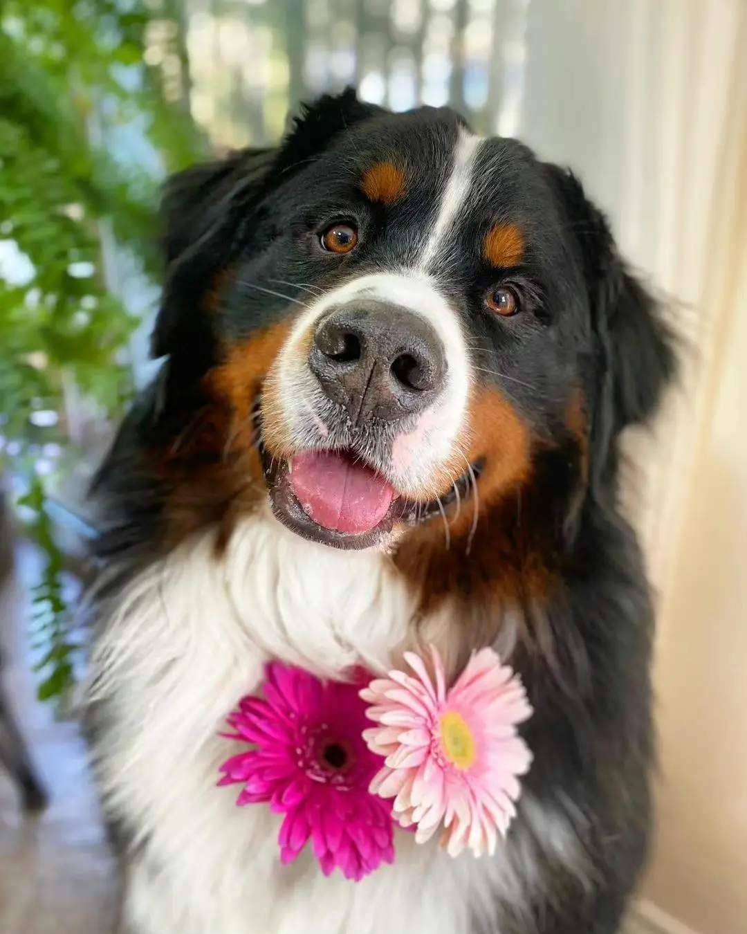 shop free pdp not free （12345 sku not stock）test product for mult-sku dont edit wudong