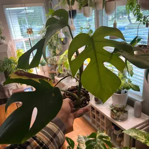 “Matthew” the Monstera Aurea