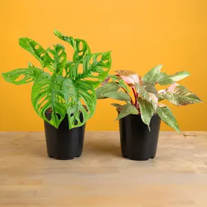 Monstera Little Swiss and Philodendron Pink Princess Bundle | medium
