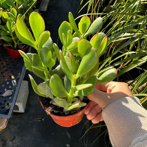 Crassula Jade Ovata 4 inch pot plant succulent