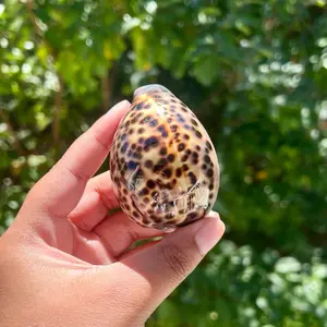 Tiger Cowrie Shell, Intuitive Pick
