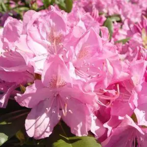 English Roseum Rhododendron