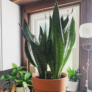 Sansevieria Zeylanica ( Ceylon bowstring hemp, Snake plant) live plant 2-3 ft  tall - shipped from Florida