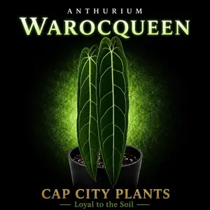 Anthurium Warocqueen TC