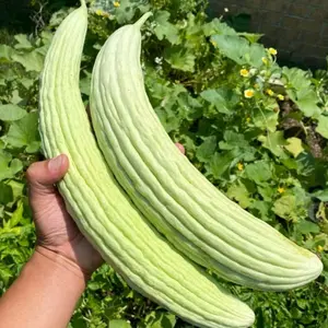 Armenian Yard Long Cucumber Seeds | Heirloom Non-GMO | Crisp, Mild Flavor, Long Light Green Fruit