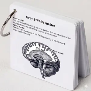 "Brain Anatomy Flashcards — Labeled Diagrams for Medical & Nursing Students"