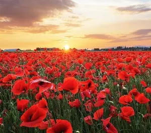 Red Flanders Poppy Seeds for Planting - 1,000+ Fresh Flower Seeds - Grown in The USA - Spring Blooming Wildflower