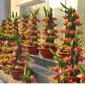 100+ Wholesale Dragon Fruit Seeds - Red Heart & Green Varieties, Heirloom Garden Seeds for Exotic Fruits