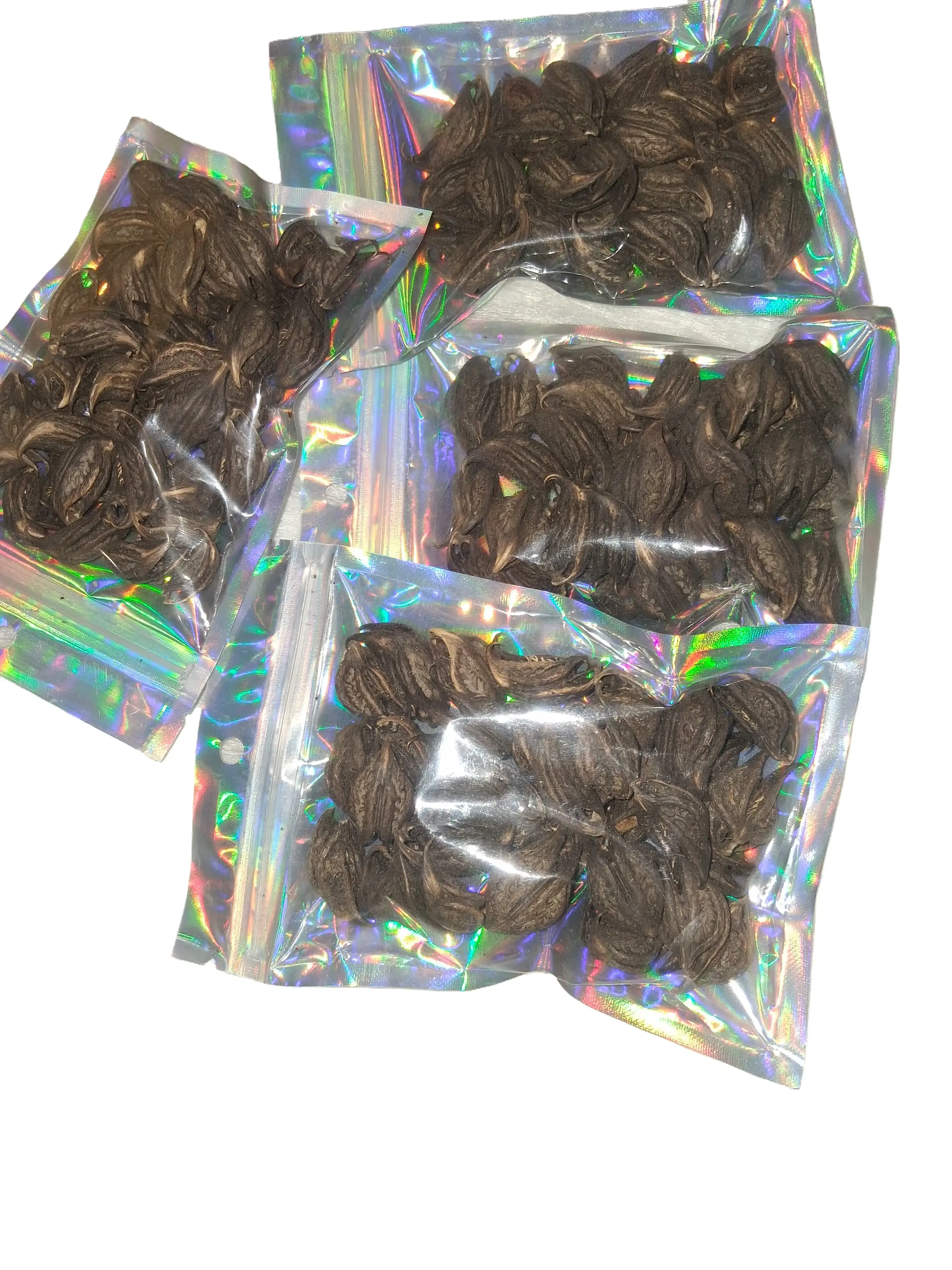 Griffe de Lion / Bicorne spiritual purpose plant, against evils eyes spirit 40 pieces