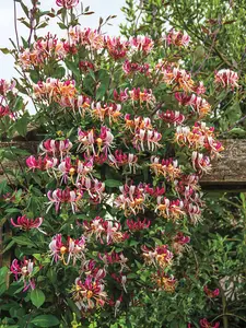 Fragrant Cloud Honeysuckle Plant - 100 Seeds | Zone 5-9