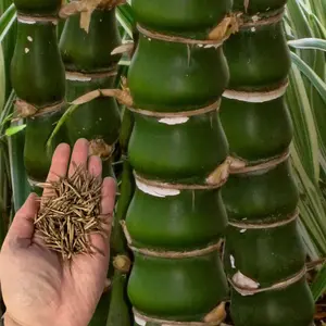Green River 50 Buddha Belly Bamboo Seeds - Exotic Bamboo Plant Seeds, Flower Seed Pack, Perennial Flower Garden Feature, Unique Trunk Shapes, Decorative Outdoor Accent, Low Maintenance Garden Texture, Bonsai-Friendly, Symbolic Planting Option
