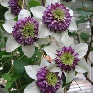 Green River 25 White Purple Clematis Seeds - Premium Perennial Vines for Garden Trellises & Vertical Landscaping - All Seasons, Full Sun, Decorative Blooms