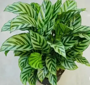 Calathea Freddie (Goeppertia burle-marxii)