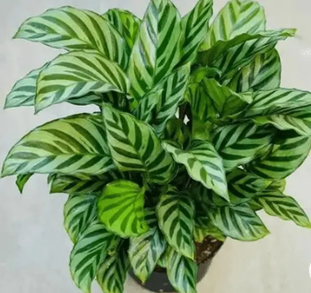 Calathea Freddie (Goeppertia burle-marxii)