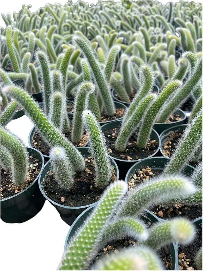 Monkey Tail Cactus (Hildewintera colademononis) 4Inch Pot Monkey Tail Cactus (Hildewintera colademononis) 4Inch Pot