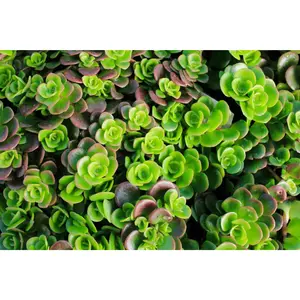 Sedum 'Coral Reef'