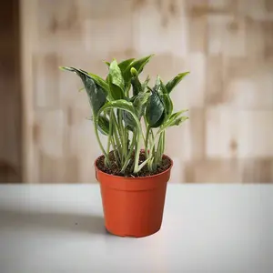 Pothos 'Shangri La'