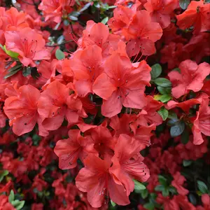 FlorAmore Red Reblooming Azalea - 1 Gallon Pot