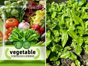 500 Pcs Non GMO Culantro Seeds Herb Seeds for Planting Non-GMO Heirloom Variety, Robust Flavor, Thrives in Heat, Grows Indoors or Outdoors, Cilantro Substitute (Eryngium Foetidum)