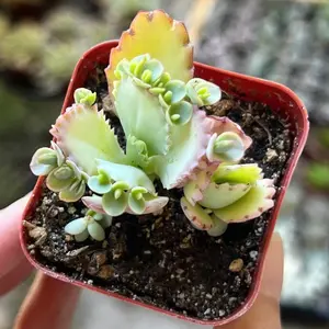 Mother of Thousands, Kalanchoe Succulent, Small Plant in 2”, 4”pot