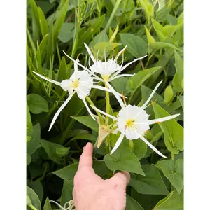 Hymenocallis occidentalis "Swamp Spider Lily"