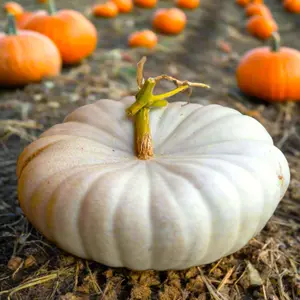 TomorrowSeeds - Flat White Boer Pumpkin Seeds - 30+ Count - for 2025 Planting Stackable Cinderella Boar Fall Display Ghost Casper Squash USA Garden Vegetable Grow Your Own Home Farm Patio Healthy