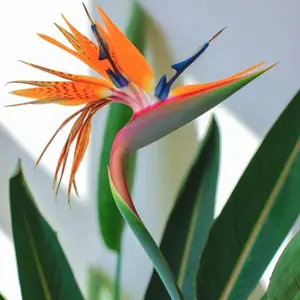 Bird of Paradise Seeds for Planting, Non-GMO High Germination Heirloom Tropical Flower Seeds for Indoor Outdoor Garden