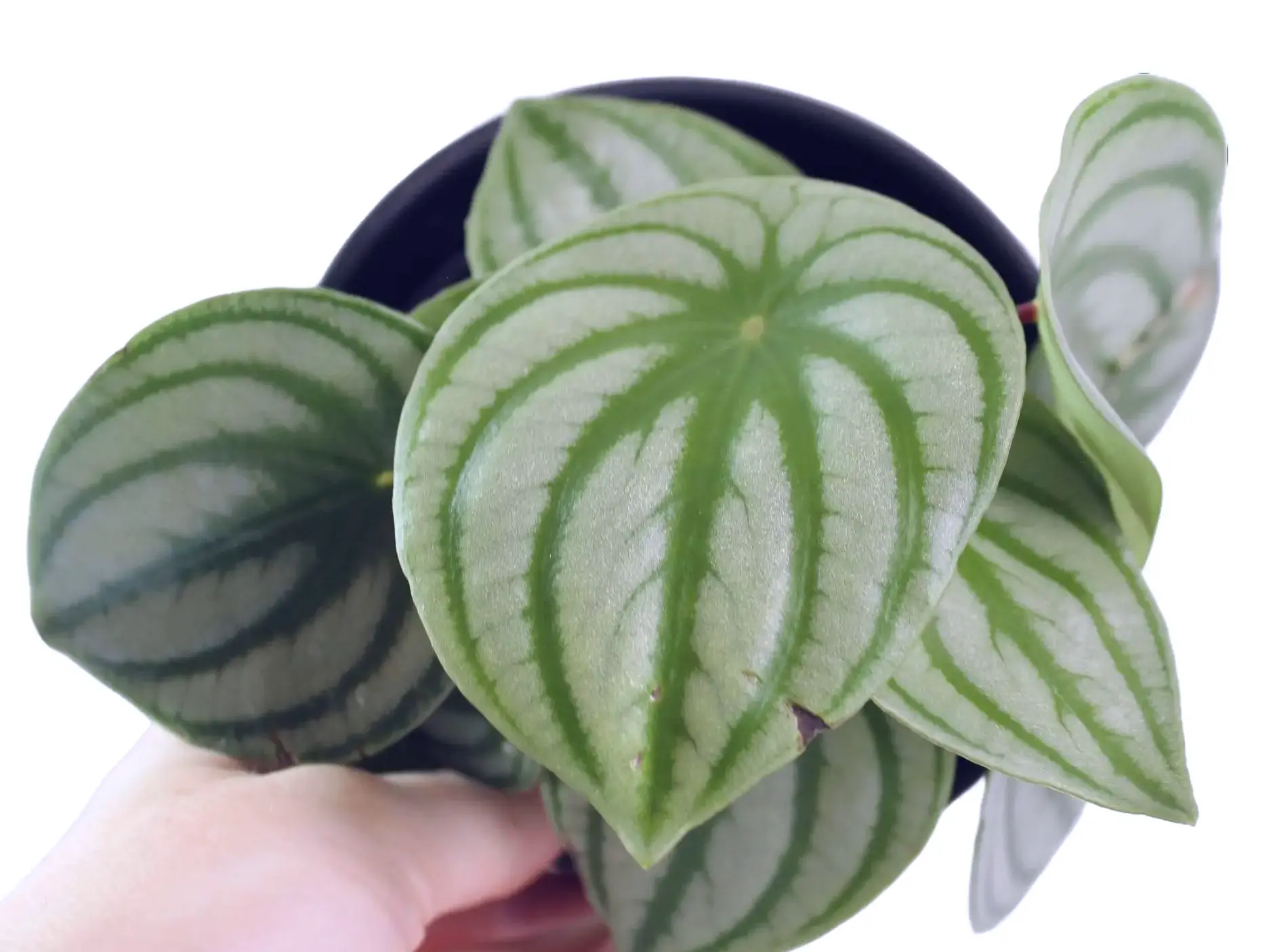 Peperomia Watermelon Potted Live Plant 4in - Rare Exotic Houseplant - Silver Striped Foliage - Watermelon Rind Pattern - Tropical Gift - Unique Indoor Plant - Round Waxy Leaves - Statement Greenery - Compact Growth - Non-Toxic, Pet Safe