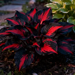 800 Variety Flower Seed Pack – Create a Lush, Colorful Garden with Easy-Grow Annual & Perennial Mix, Great for Beginners & DIY Gardens, Non-GMO, Seeds Only, Not Live Plants