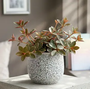 Peperomia verticillata 'Red Log'