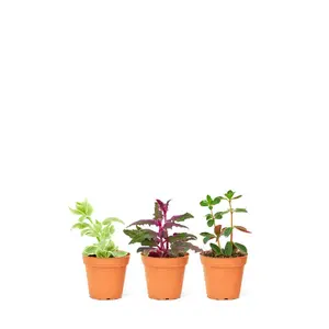 Baby Mystery Jungle Box, Extra Small
