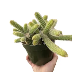 6” mini monkey tail cactus golden hanging outdoor sculptures